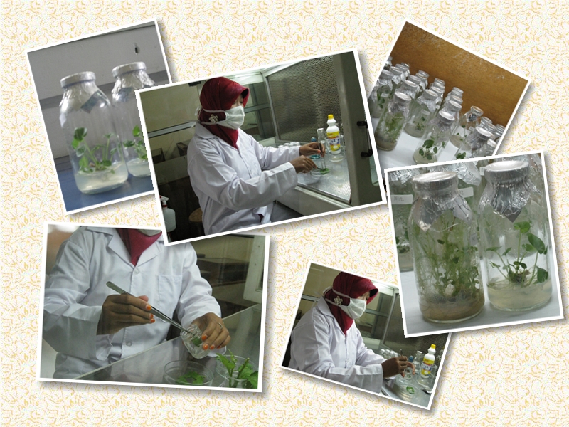 Program Studi Agroteknologi
