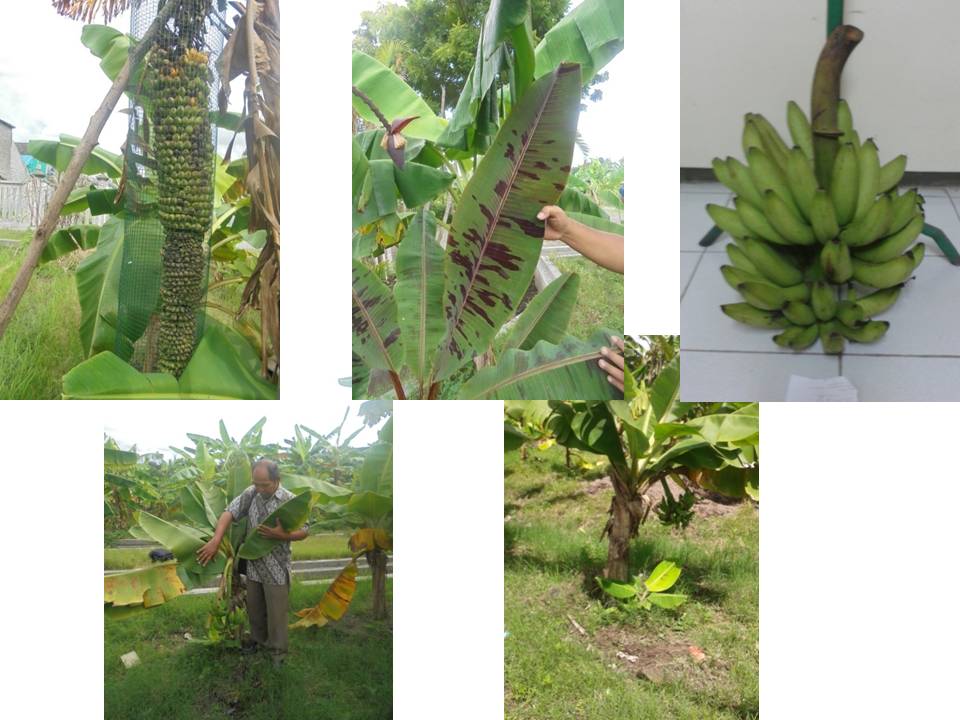 Program Studi Agroteknologi