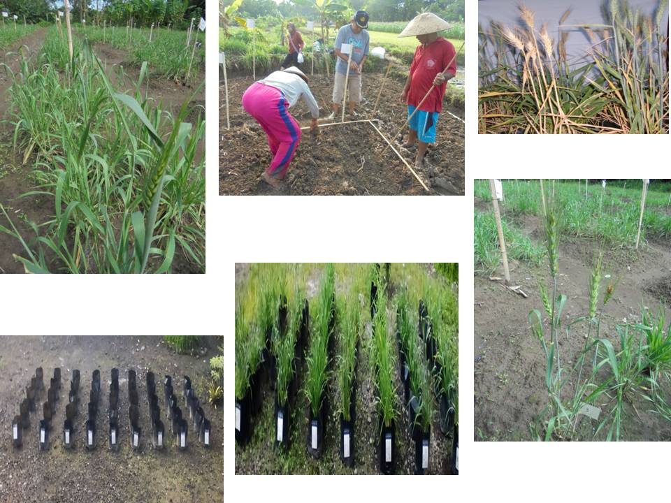 Program Studi Agroteknologi